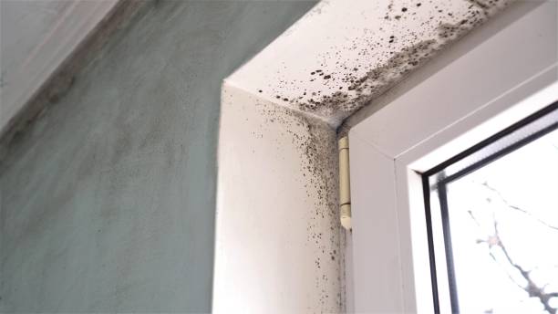 Best Commercial Mold Remediation in Clifton, TX