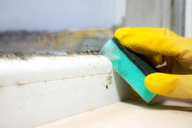 Best Industrial Mold Remediation in Clifton, TX