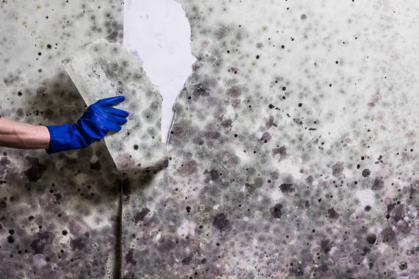 Reliable Clifton, TX Mold Remediation Solutions