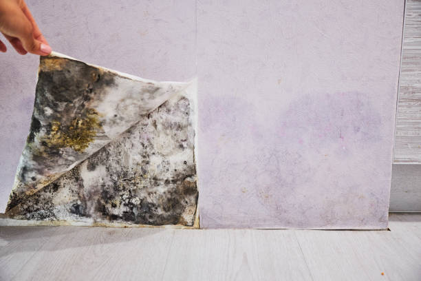 Best Residential Mold Remediation in Clifton, TX